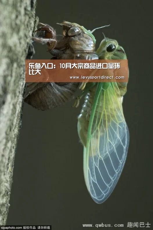 乐鱼入口:10月大宗商品进口量环比大(图2) 乐鱼登录